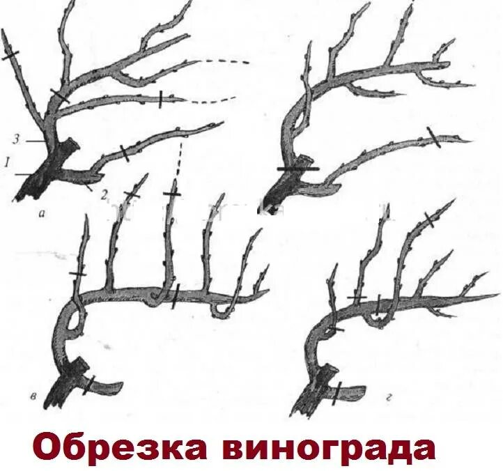 Обрезка лозы винограда весной. Подрезка винограда весной схема. Схема обрезания винограда. Обрезка винограда осенью. Обрезка винограда весной для начинающих как обрезать