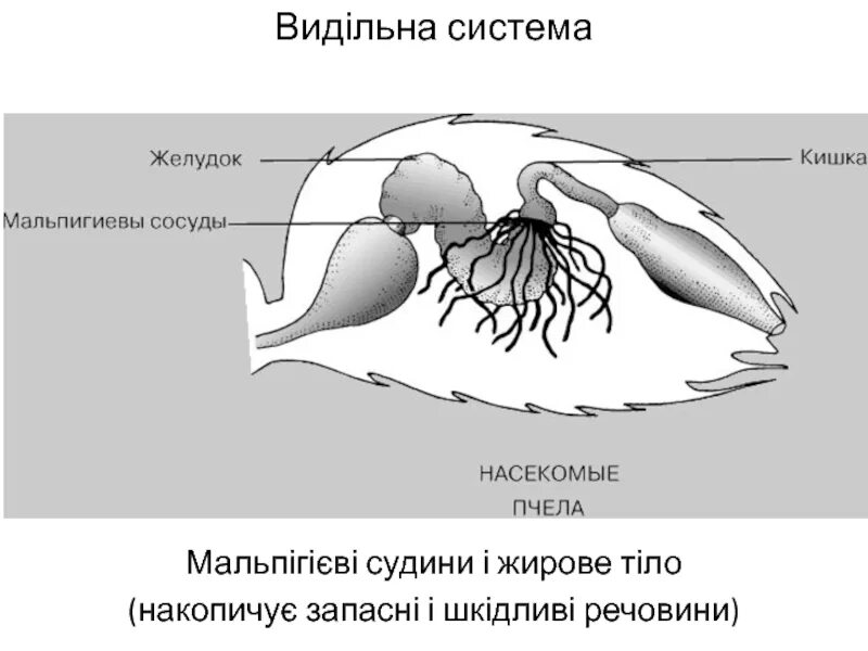 Представители какого класса имеют мальпигиевы сосуды. Выделительная система пчелы. Мальпигиевы сосуды. Мальпигиевы сосуды пчелы. Мальпигиевы сосуды паука.