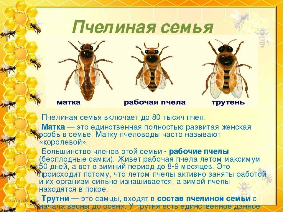 Функция пчелы. Пчелиная семья состав пчелиной семьи. пчелы матка трутень рабочая пчела. пчели семья матка трутень. трутни в пчелиной семье.