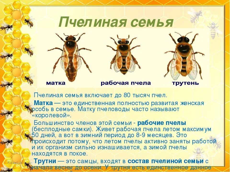 Как отличить маточное