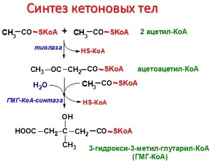 Реакции синтеза кетоновых тел