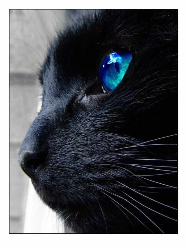 Чёрная кошка с синими глазами. Черный кот с голубыми глазами. Череый кои с нрлубыми нлахами. Чёрный кот с синими глазами. Черная глазая