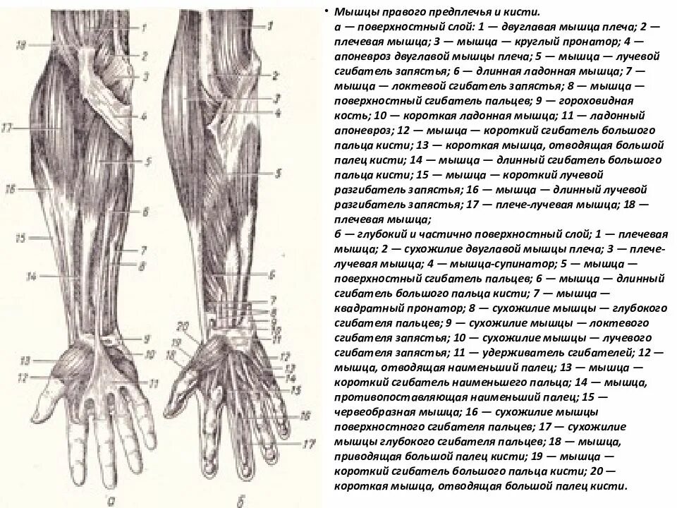 Мышцы запястного сустава. Мышцы запястного сустава