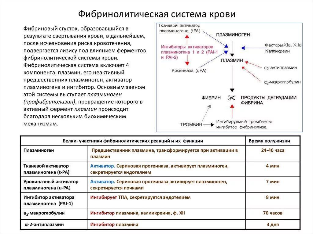 Схема свертывания крови образование сгустка. Схема первой фазы коагуляционного гемостаза. Механизмы активации фибринолиза. Фибринолитическая схема крови. Изменение свертывания крови