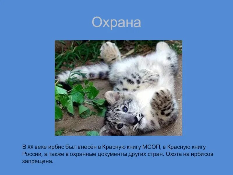 Охрана животных презентация 3 класс окружающий мир плешаков охрана