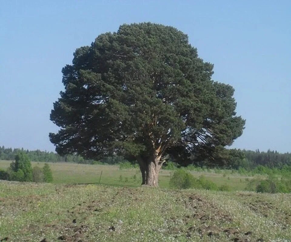 300 деревьев