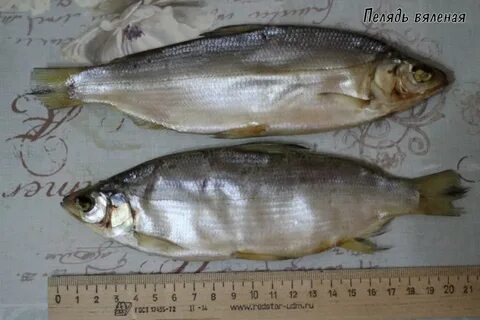 Пелядь рыба вкусная