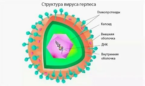 Герпесвирус 7