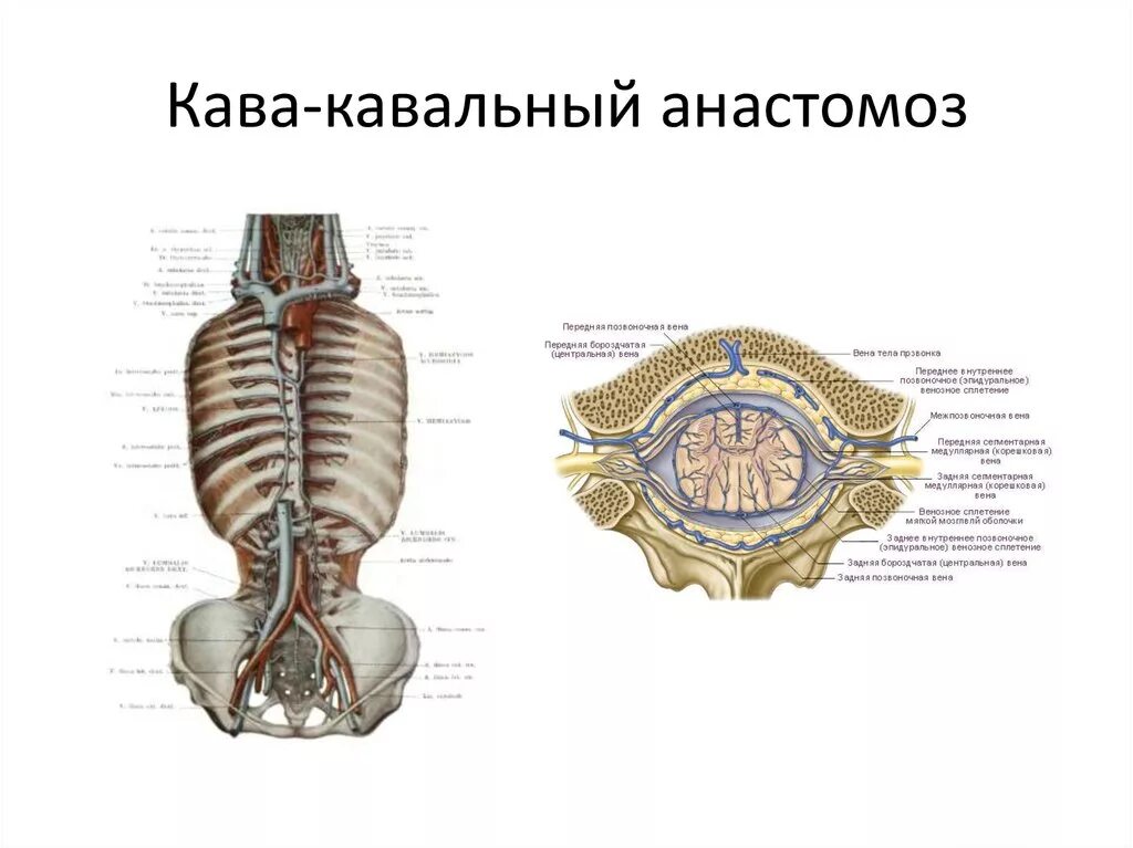 Значение кава кавальных анастомозов. Кава-кавальный анастомоз. кавоковальный анастомоз. кава кавальные анастомозы. каво канальный анастомоз.