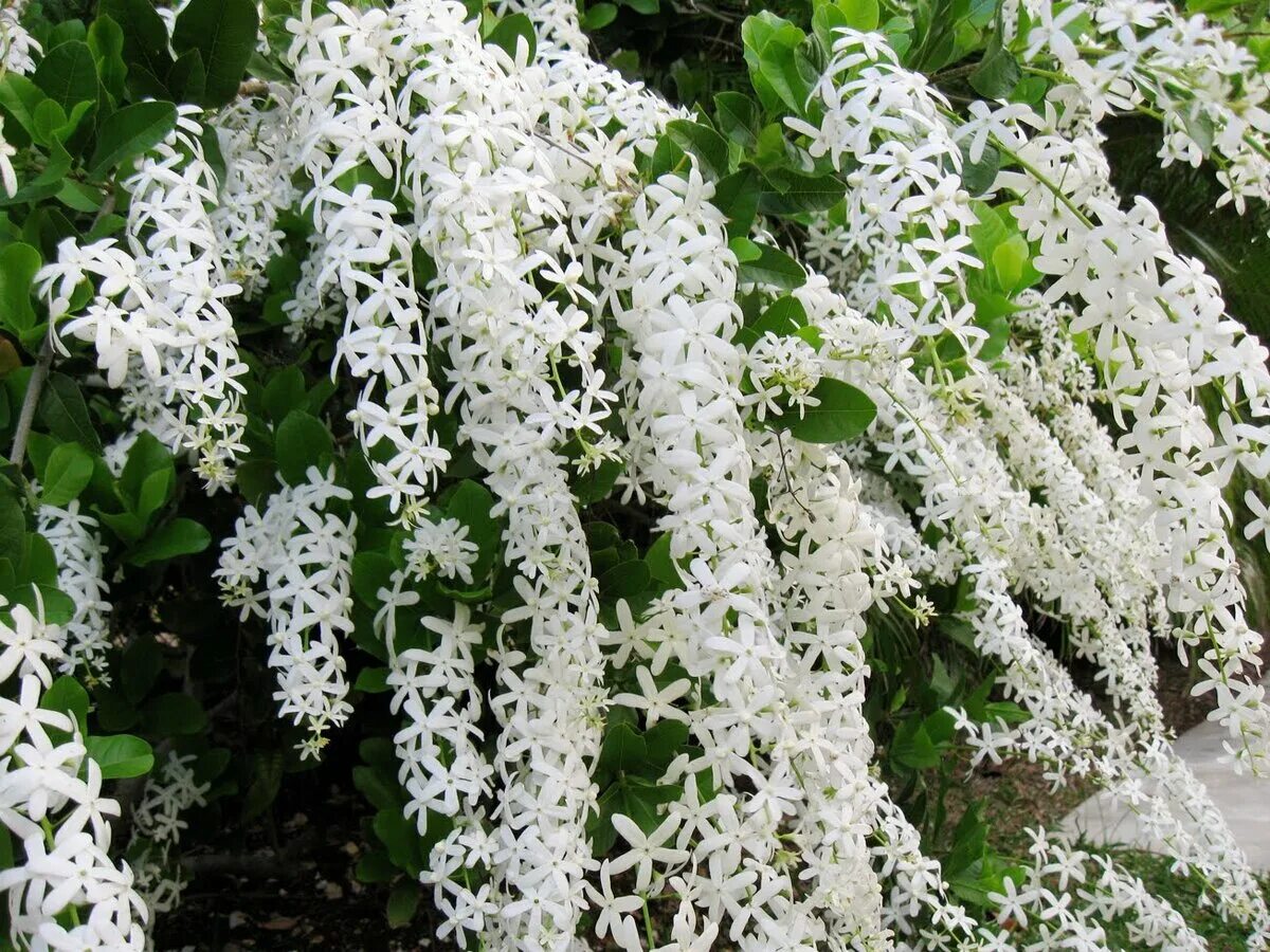 Пахнущий кустарник