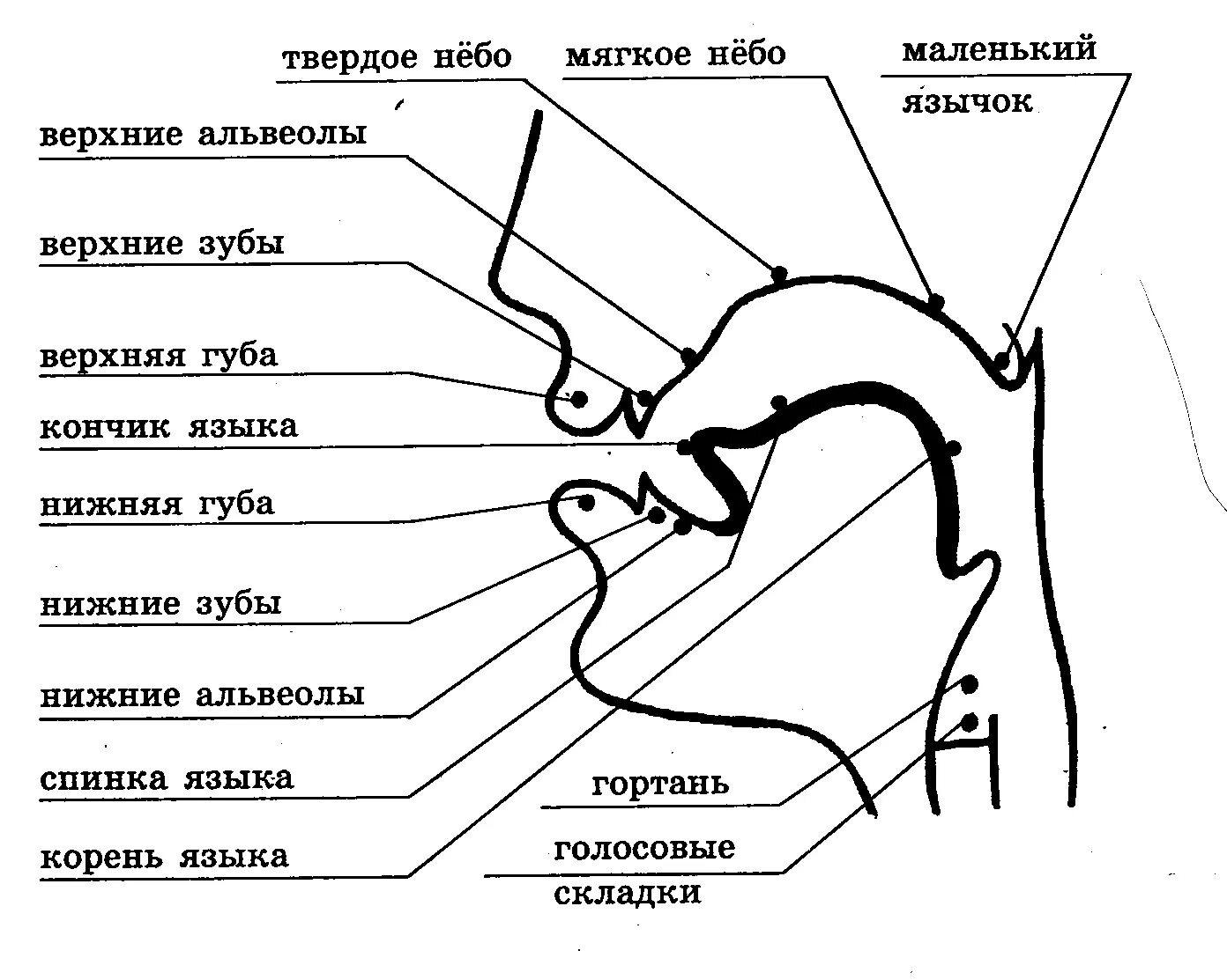 Строение речевого аппарата альвеолы. Строение периферического отдела речевого аппарата схема. Строение артикуляционного отдела периферического речевого аппарата. Центральные отделы речевого аппарата. Анатомия и строение.. Нижняя артикуляция