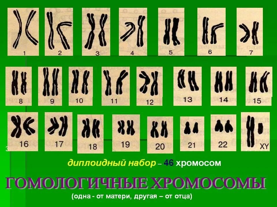 Гомологичные хромосомы содержат гены. Гомологичный набор хромосом. Гомологичные и негомологичные хромосомы. Диплоидный Гомологичный набор хромосом. Гомологичные хромосомы человека.