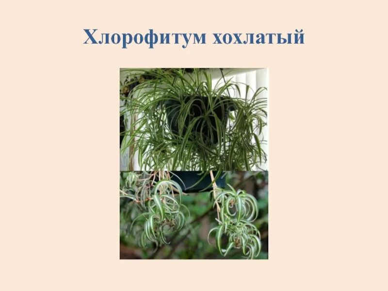Хлорофитум состав. Хлорофитум хохлатый. хлорофитум хохлатый обыкновенный. хлорофитум хохлатый строение.