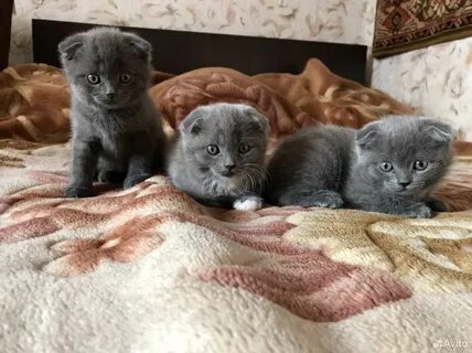 Как выглядят вислоухие котята