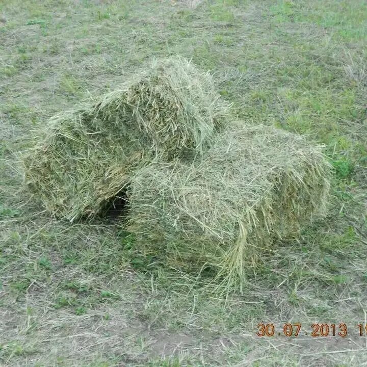 Сено Луговое разнотравие тюки. Сено Луговое в квадратных тюках. Тюк сена прп 150. Сено тюкованное / 1 тюк = 20 кг. Сено квадратные тюки