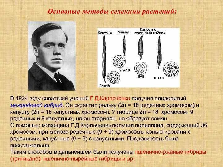 Капустно редечный гибрид. Георгий дмитриевич карпеченко достижения в селекции. карпеченко селекционер. карпеченко селекция в 1924 получил гибрид. г д карпеченко селекция.