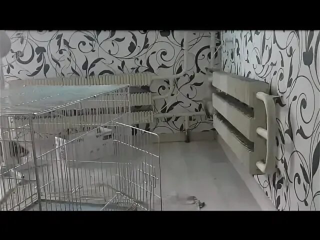 Песня эта клетка открыта с обеих сторон