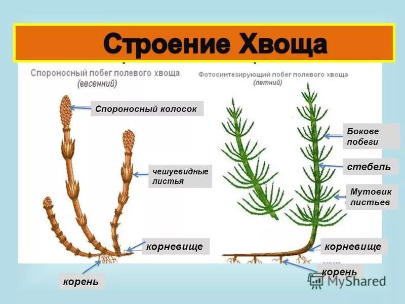 Строение спорофита