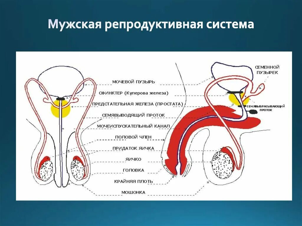 Репродуктивные органы мужчины. Анатомия репродуктивной системы мужчины. Репродуктивная система мужчины схема. Строение репродуктивной системы женщины и мужчины. Функции мужской репродуктивной системы анатомия.