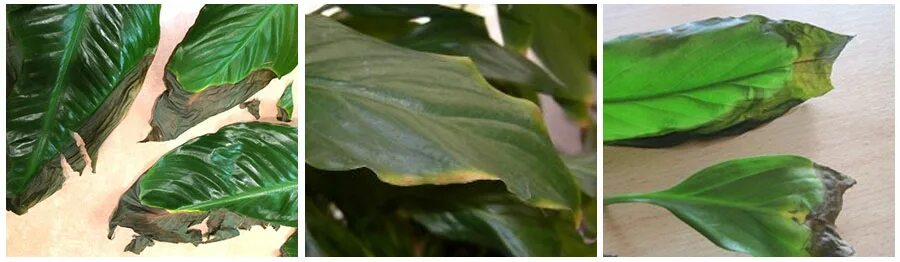 Коричневые листья спатифиллума