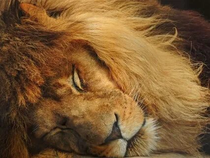 A lion sleep during the day