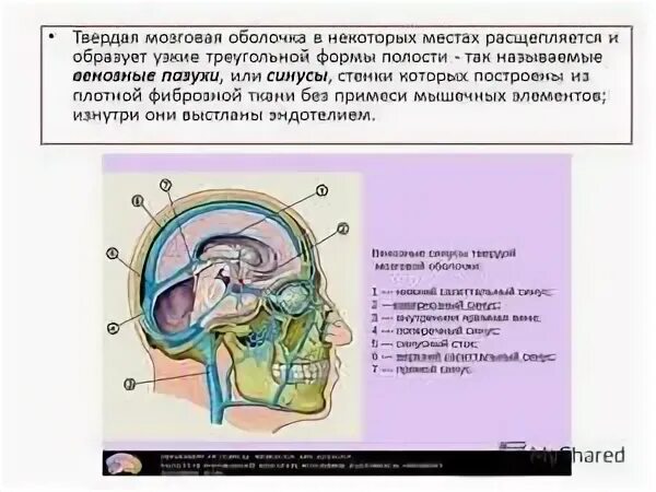 Отростки мозга