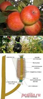 Размножение яблони
