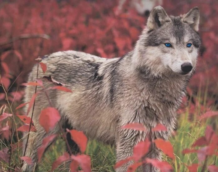 Proud Timberwolf by bluesgrass Timber wolf, Wolf dog, Wolf photos