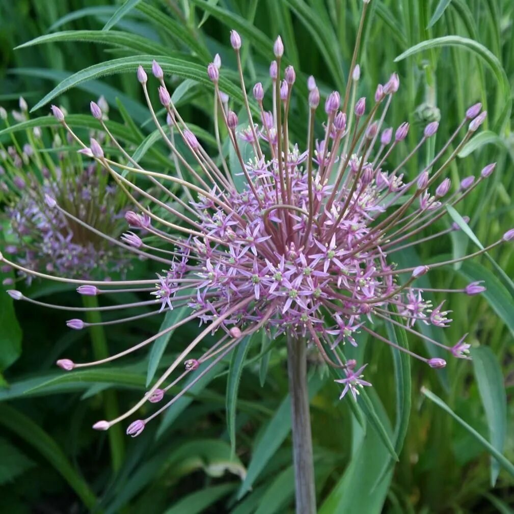 PERENNIAL LEEK-Food Forest Farm (With images) Permaculture, Perennial vegetables