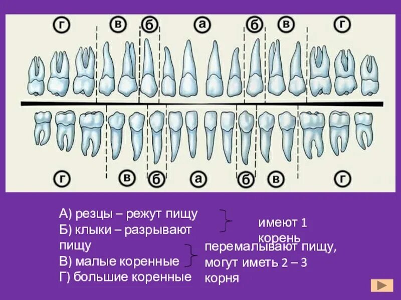 Резцы зубов. Резцы анатомия.