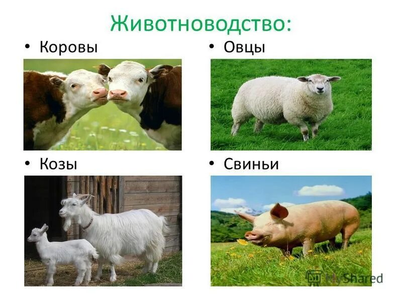 год овцы гороскоп. коза знак зодиака. год козы или овцы как правильно. календарь для детей. год козы.