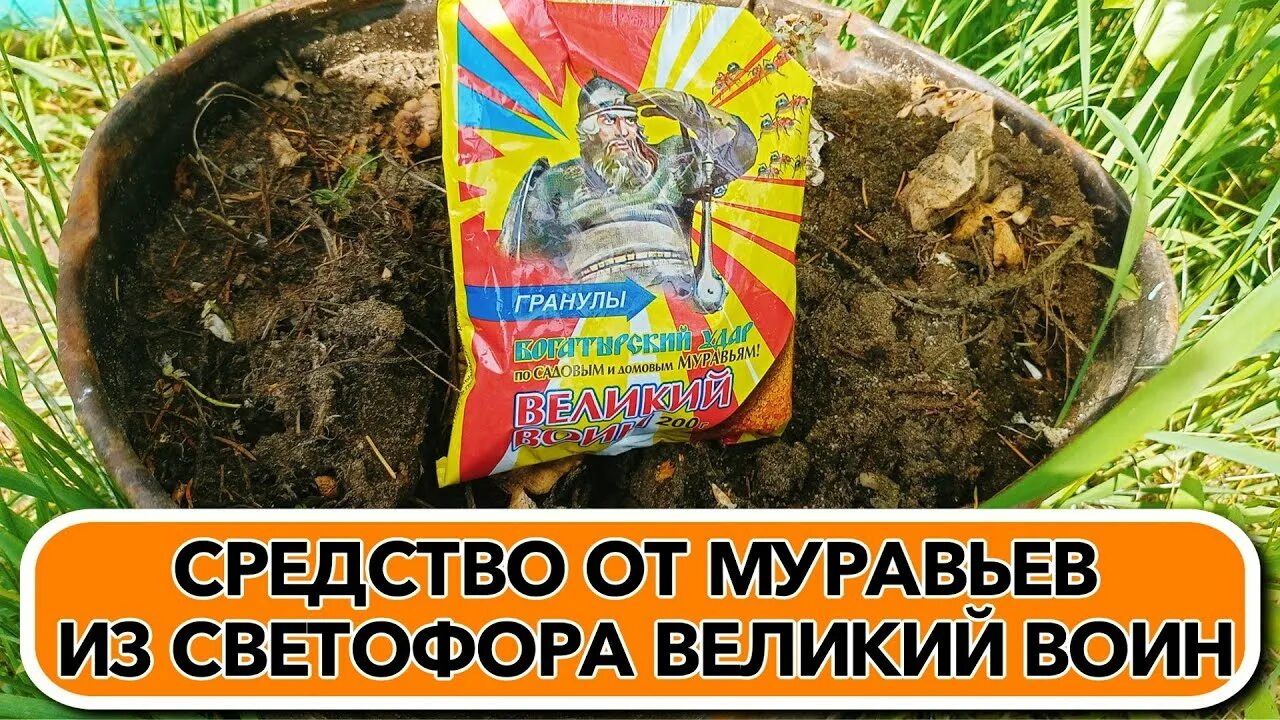 Средство от муравьёв Великий воин. От муравьев на садовом участке. Средство от муравьев на цветах. Средство от муравьев в светофоре.