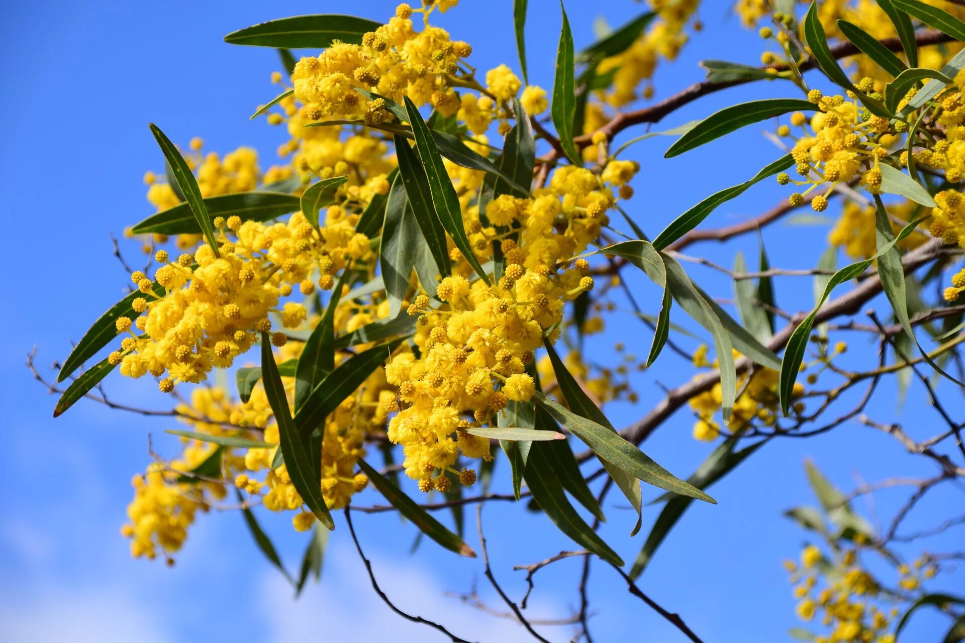 Мимоза Acacia dealbata. Акация серебристая Мимоза. Акация серебристая (Acacia dealbata). Акация серебристая в Крыму.