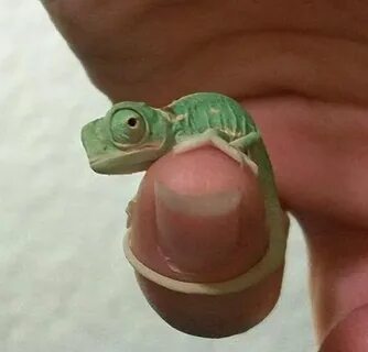 Пальцы хамелеона