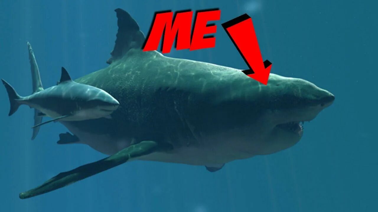 Какой длины акула. МЕГАЛОДОН 18 метров. МЕГАЛОДОН И белая акула. МЕГАЛОДОН акула Размеры. Размер МЕГАЛОДОНА И белой акулы.