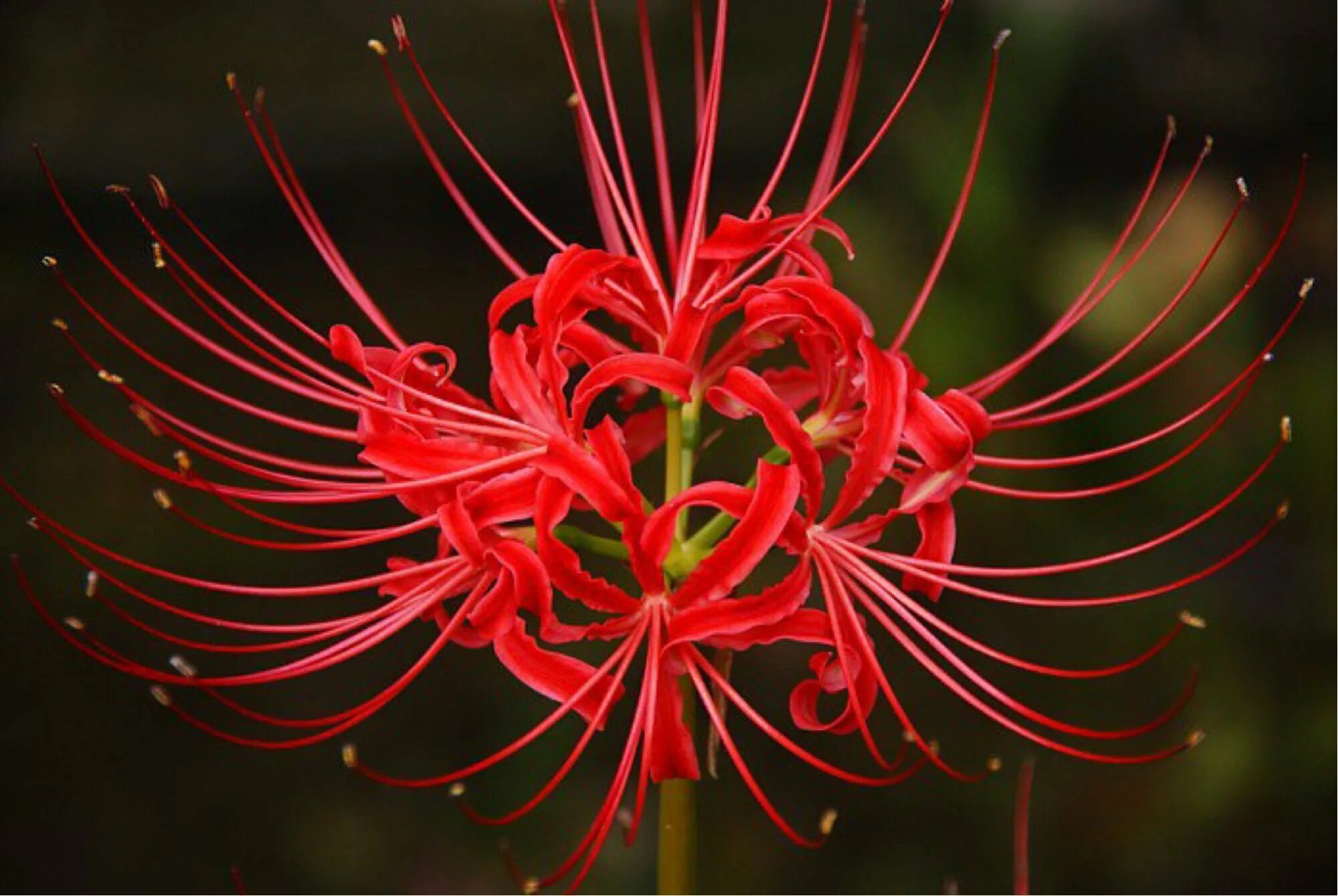 Лакорис. Хиганбана, ликорис лучистый. Хиганбана, ликорис лучистый. Лакорис. Ликорис лучистый.