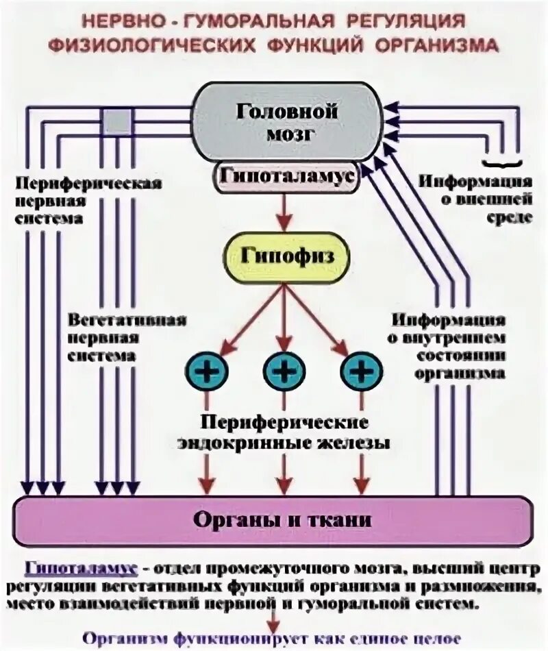 Нервно гуморальная реакция. Регуляция нервная и гуморальная схема. Нейрогуморальная регуляция схема. Нервно-гуморальная регуляция физиологических функций организма. Нервная система и гуморальная регуляция.