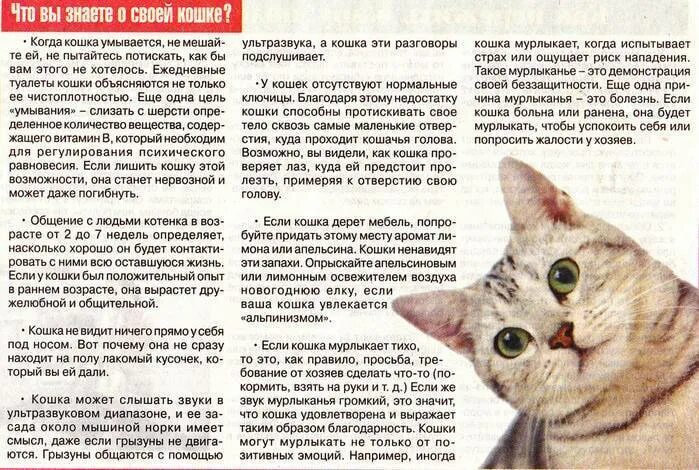 Почему котята мурчат. Чем мурлыкают кошки. Если кошка мурлычет. Кот мурлычет что это значит. Почему котики мурлыкают.