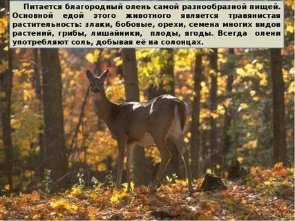 Какое растение является основной пищей для оленей