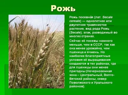 Пшеница твердая однолетнее светолюбивое растение ведущая