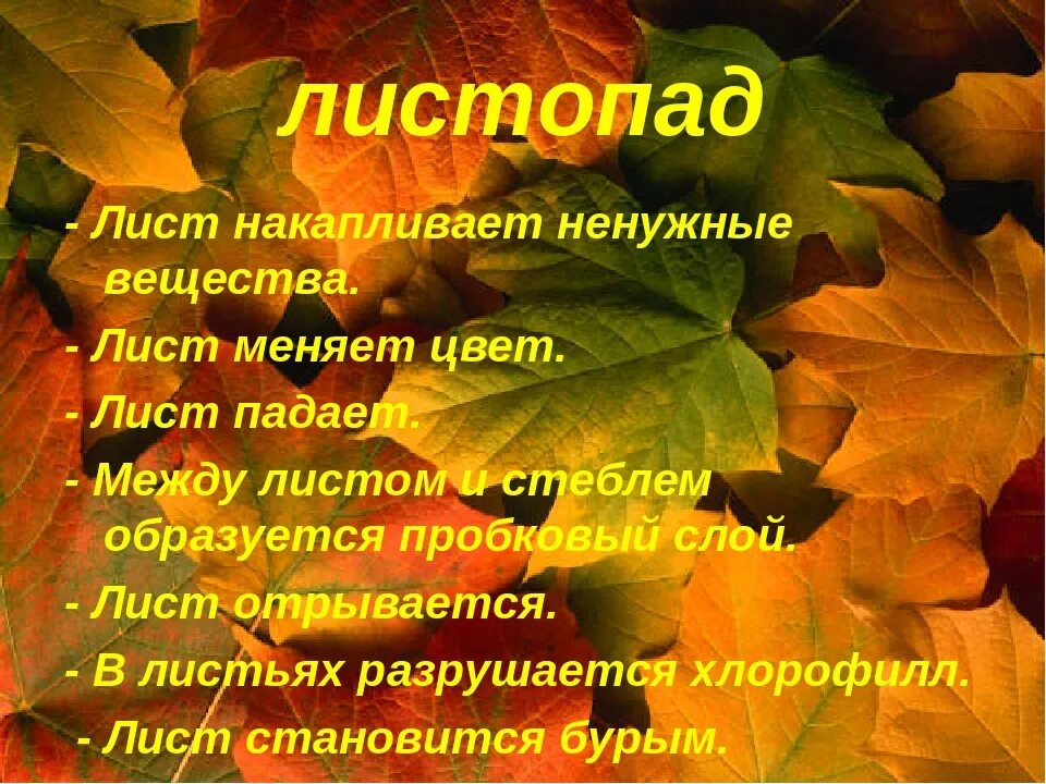 Почему происходит листопад. Листопад (биология). причины листопада. что такое листопад в биологии 6 класс. проект листопад.