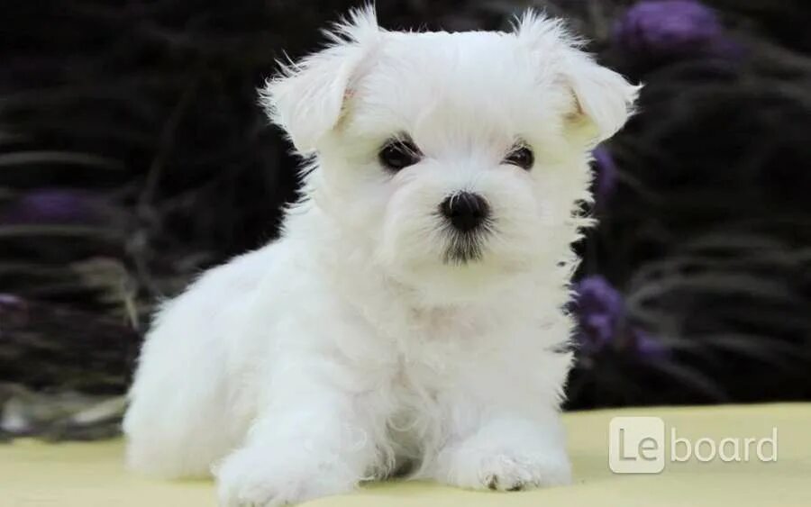 Летние щенки мальтезе от питомника Elegant Life Maltese for sale, Puppies, Dogs