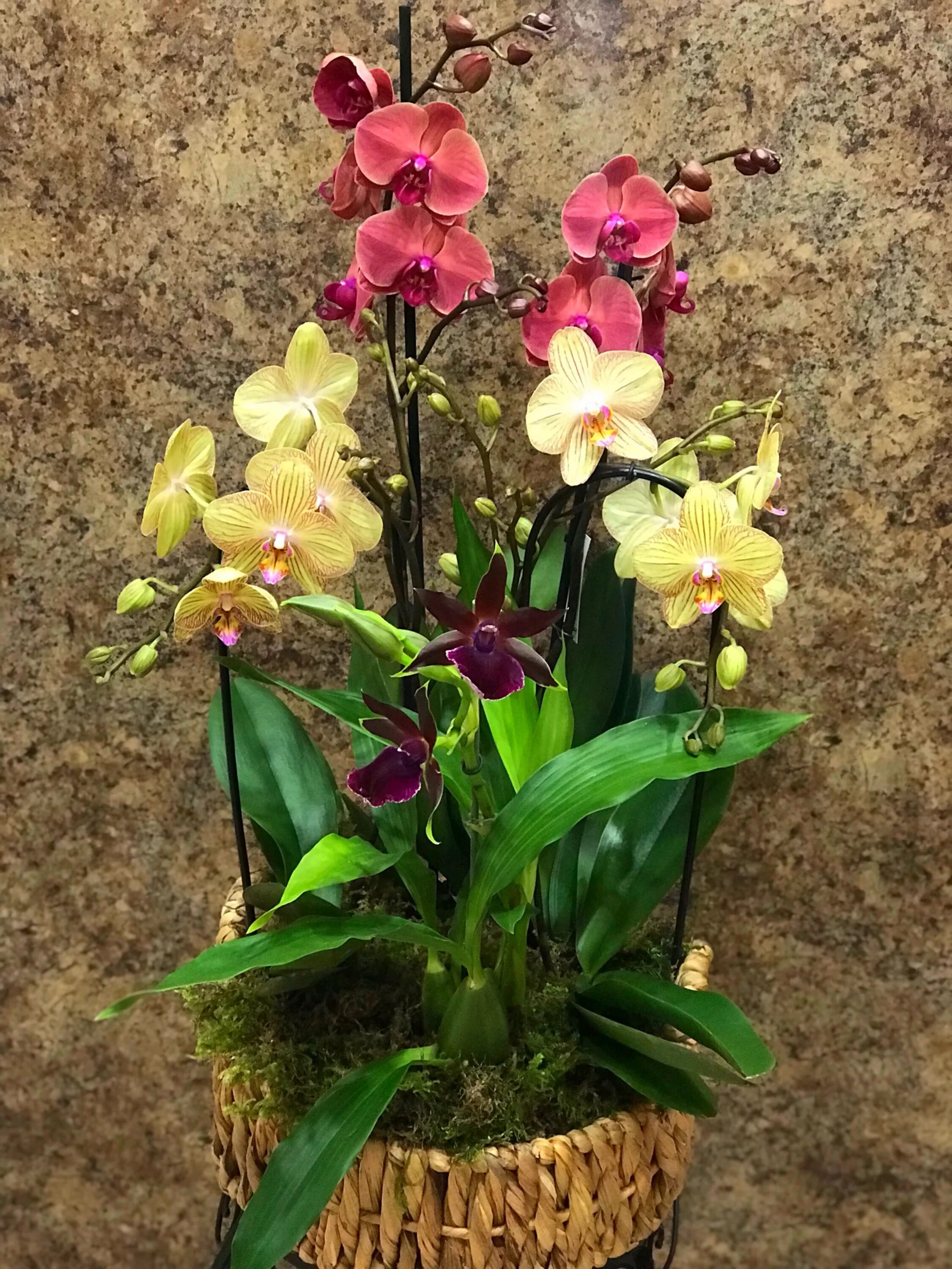 Орхидея живая цветок. Фаленопсис ПИАСЕНЗА. Фаленопсис обильноцветущий. Фаленопсис Willemstad. Фаленопсис 5035.