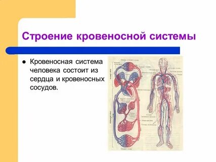 Кровеносная система ткань