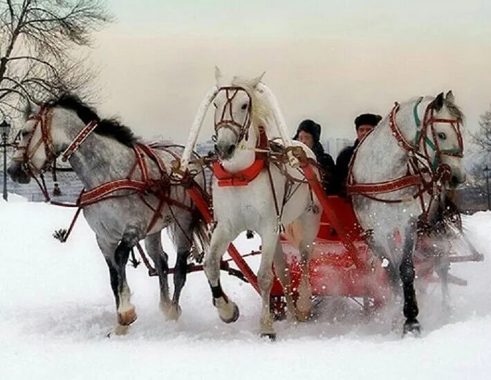 Тройка лошадей пробежала. Тройка лошадей. Тройка лошадей зимой. Тройка лошадей зима. Русская тройка лошадей.