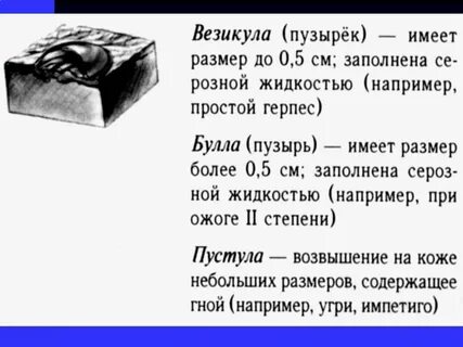 Везикула это