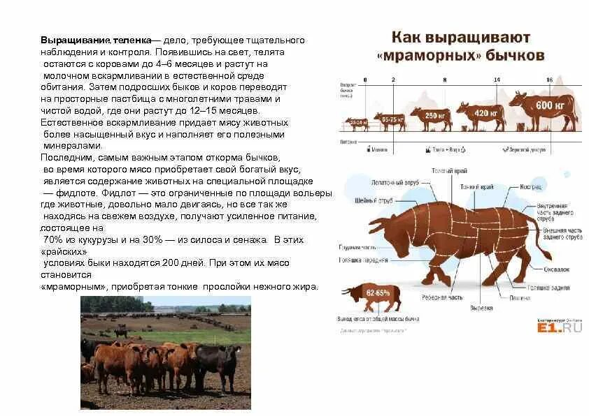 Рацион кормления Бычков КРС. Схема откорма телят. Таблица откорма Бычков на мясо. Схема откорма Бычков.