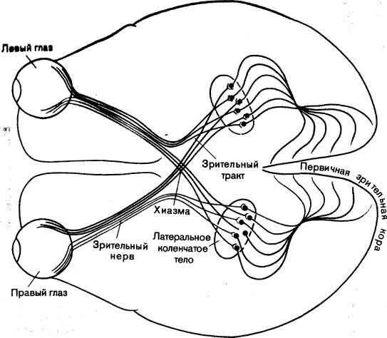 Два зрительных нерва. Зрительный нерв анатомия схема. Схема зрительного анализатора. Зрительный нерв на схеме глаза. Путь зрительного нерва схема.