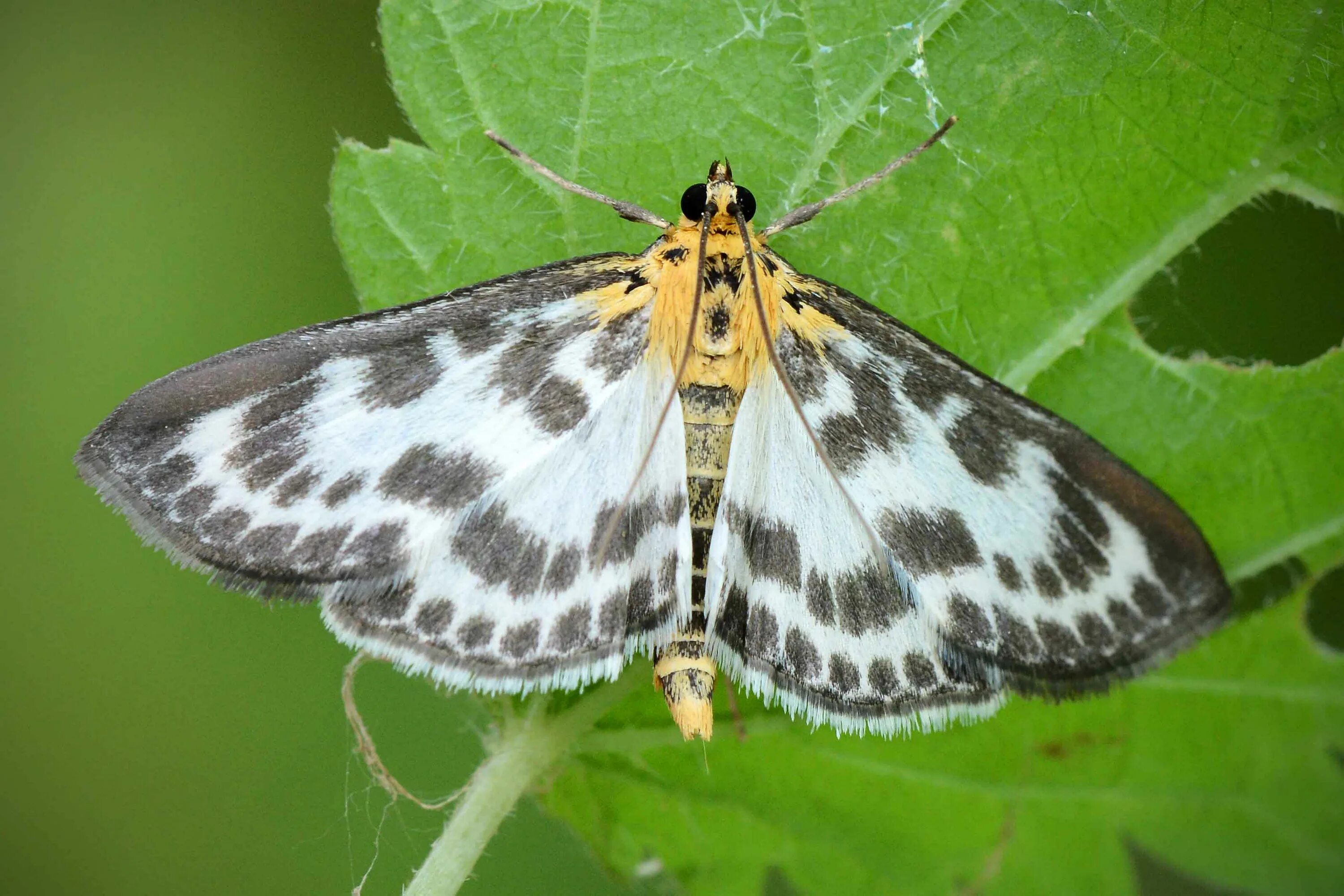File:Agrotera nemoralis - Beautiful pearl - Огнёвка грабовая (40836220441).jpg -