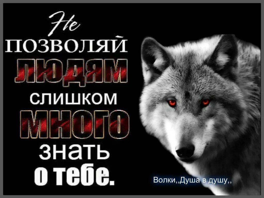 Волк с надписью. Красивые цитаты с волками. Одинокий волк надпись. Волк со смыслом.